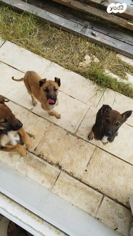 תמונת מודעה - חיות מחמד