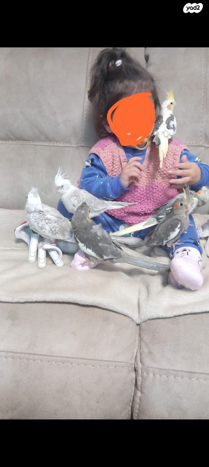 תמונת מודעה - חיות מחמד