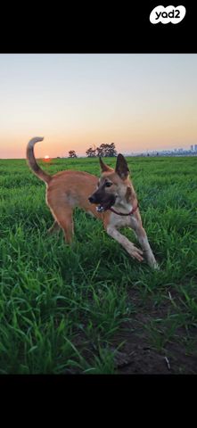 תמונת מודעה - חיות מחמד