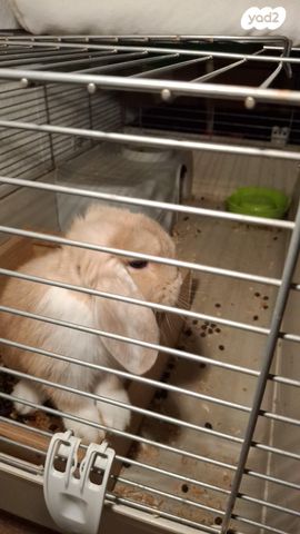 תמונת מודעה - חיות מחמד