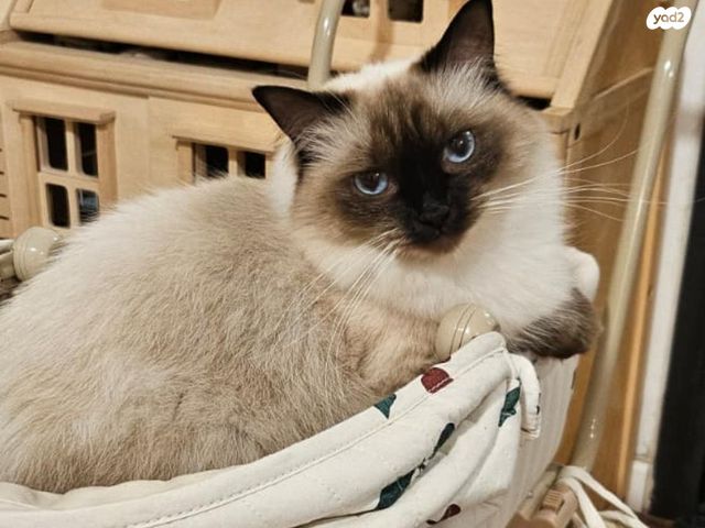 תמונת מודעה - חיות מחמד