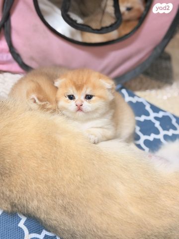 תמונת מודעה - חיות מחמד