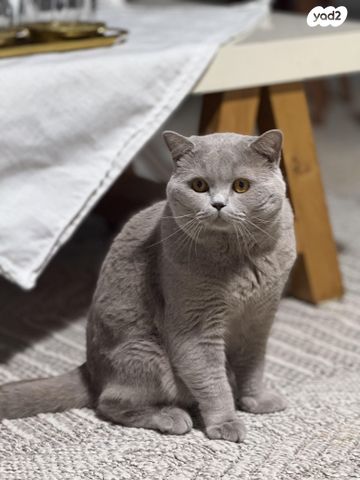 תמונת מודעה - חיות מחמד