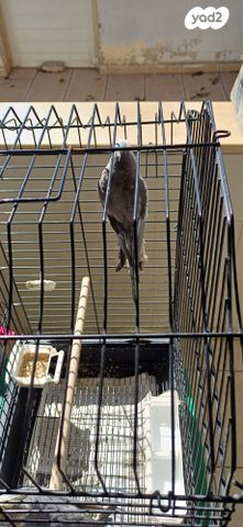 תמונת מודעה - חיות מחמד