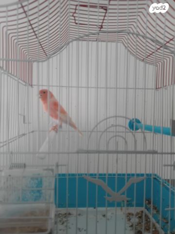 תמונת מודעה - חיות מחמד