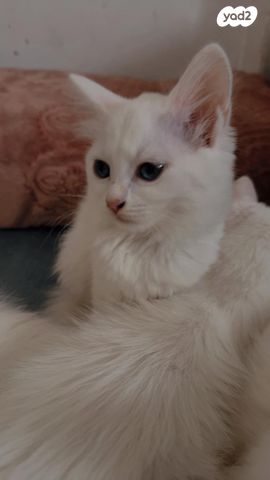 תמונת מודעה - חיות מחמד