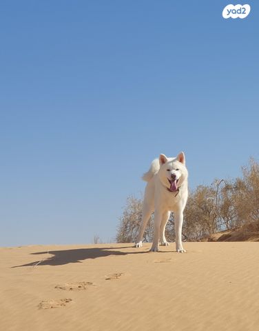 תמונת מודעה - חיות מחמד
