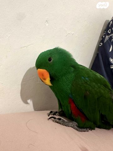 תמונת מודעה - חיות מחמד