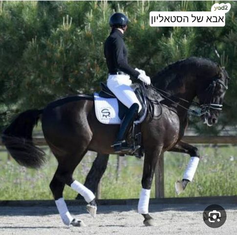 סוס אנדלוסי