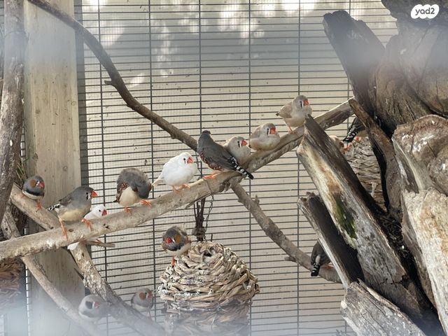 תוכי פינקים