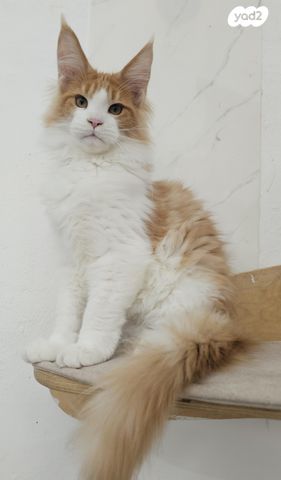 חתול מיין קון