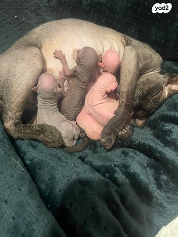 חתול ספינקס