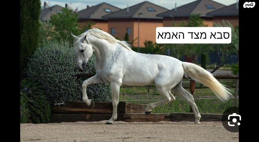 סוס אנדלוסי