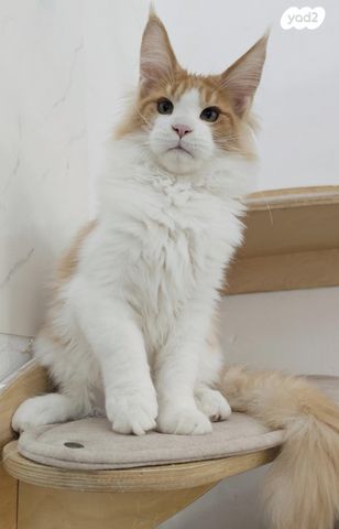 חתול מיין קון