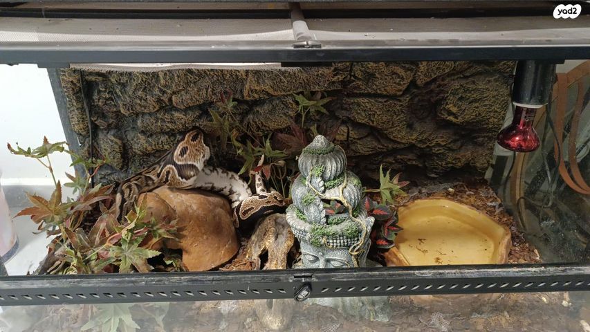 זוחל פיתון מתכדר