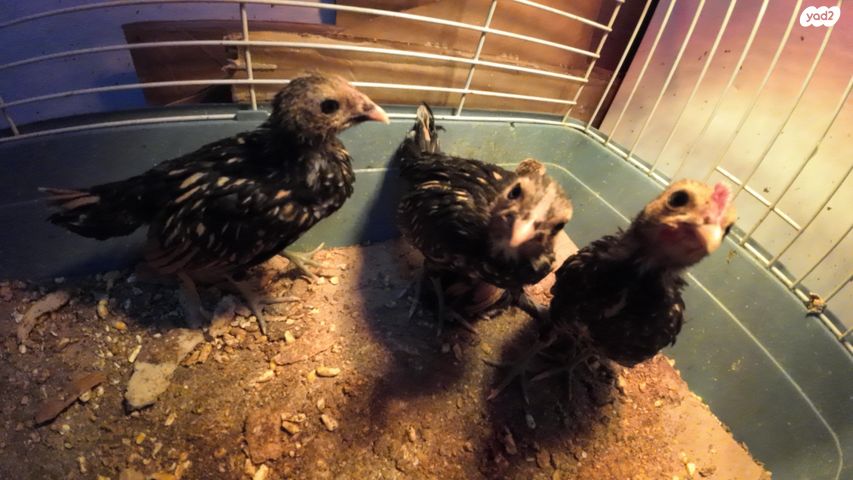 חיית משק סרהמה