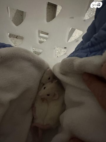 מכרסם חולדה