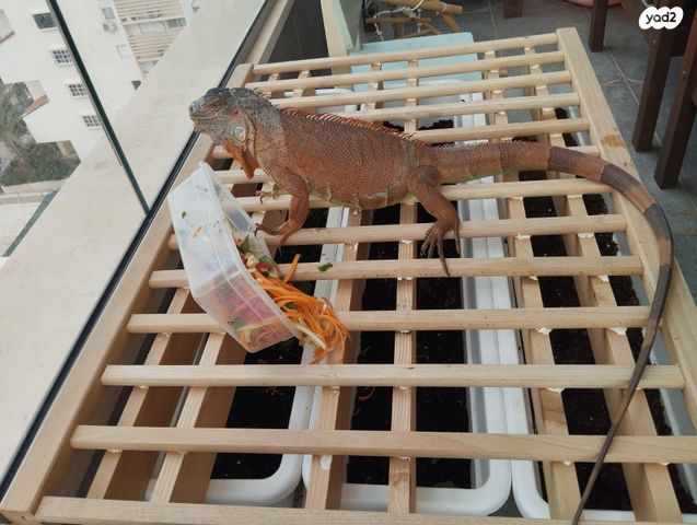 זוחל איגואנה