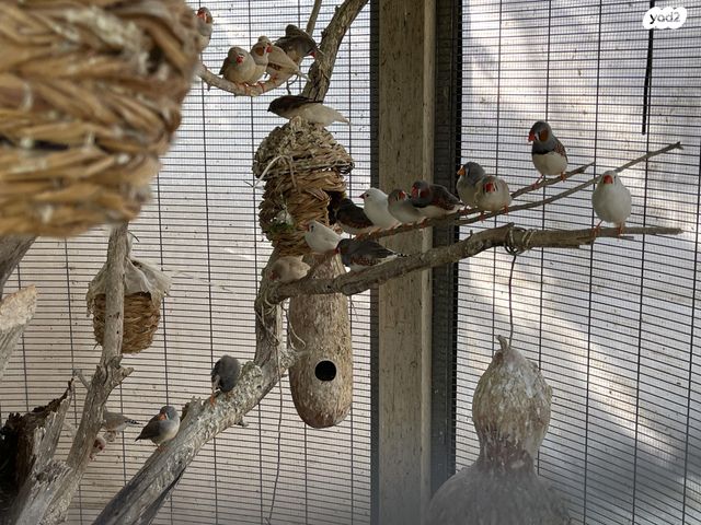 תוכי פינקים