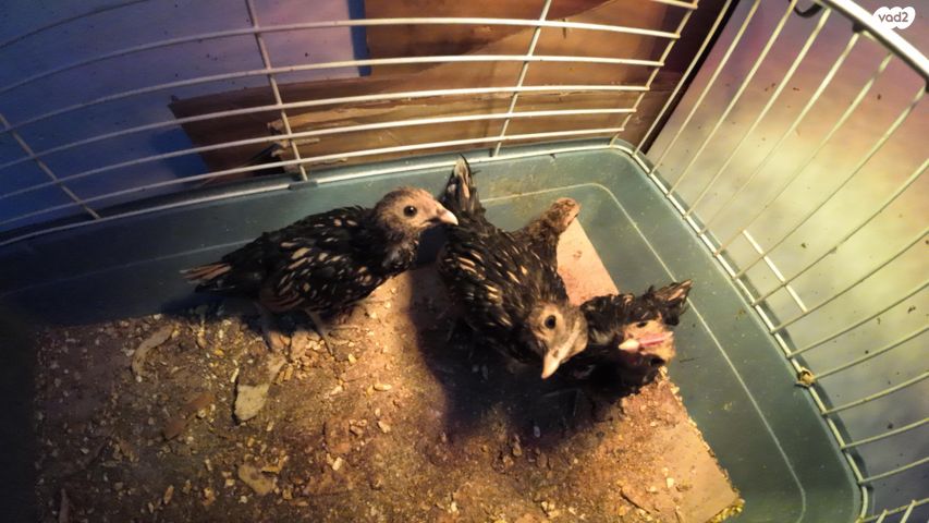 חיית משק סרהמה