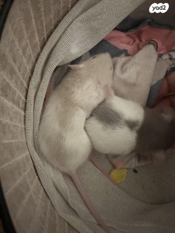 מכרסם חולדה