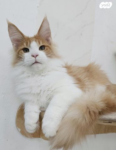 חתול מיין קון