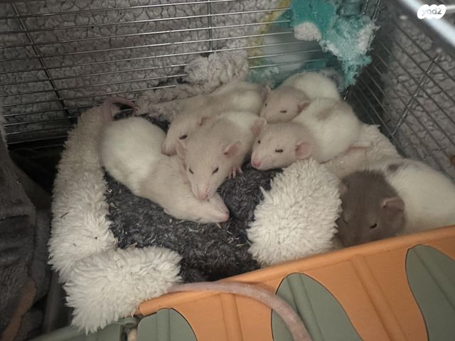 מכרסם חולדה