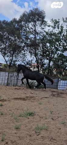 סוס אנדלוסי