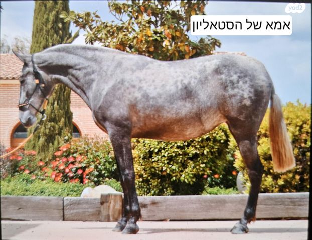 סוס אנדלוסי