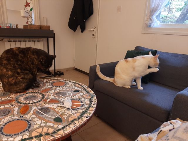 דירת גן, לוטם 31, הפרחים, כפר ורדים