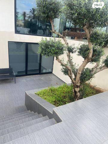 אקליפטוס 123