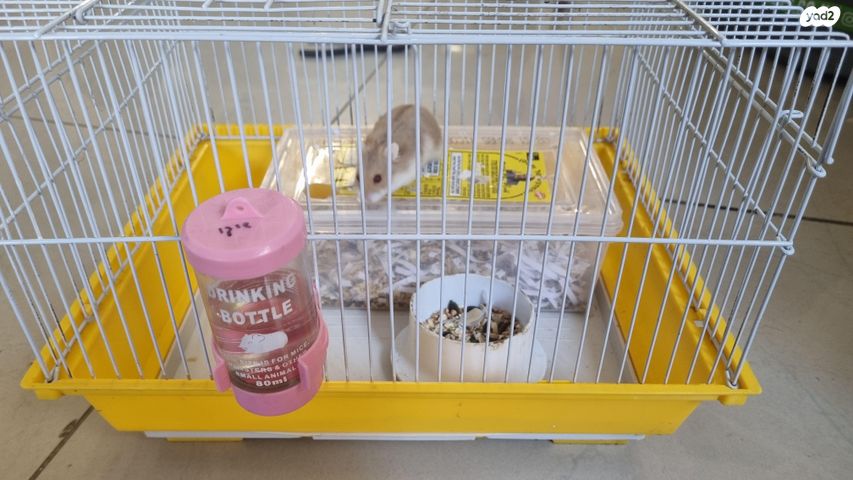 תמונת מודעה - חיות מחמד