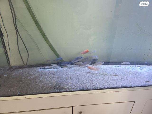 תמונת מודעה - חיות מחמד