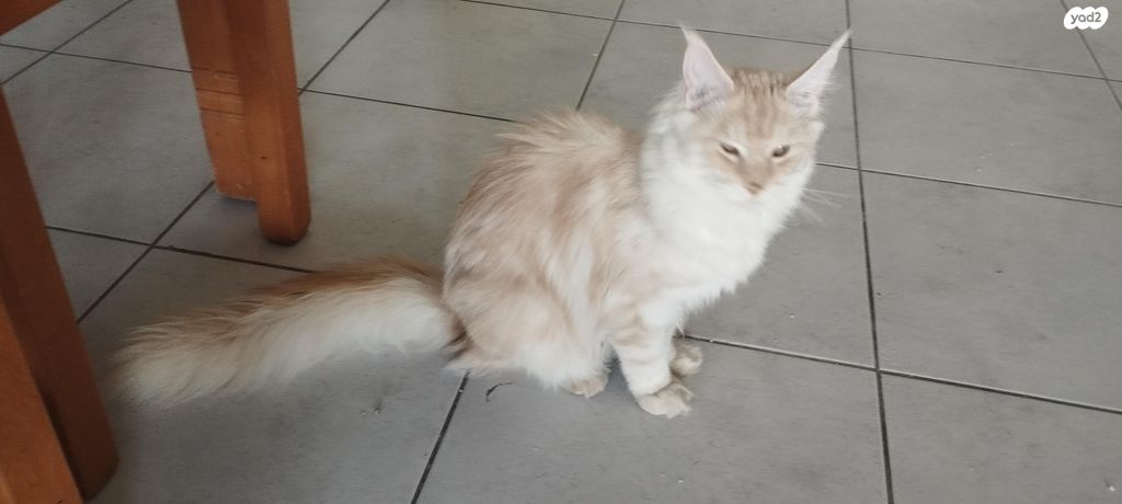 תמונת מודעה - חיות מחמד