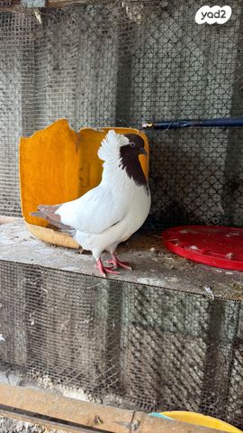 תמונת מודעה - חיות מחמד