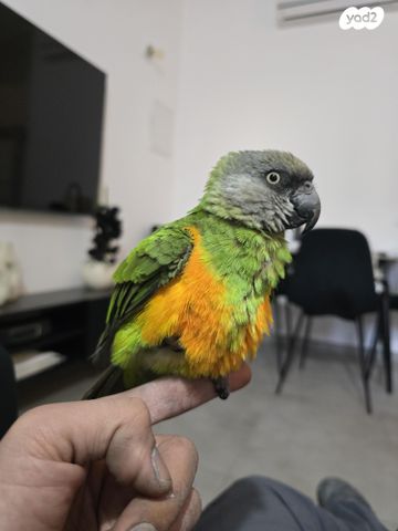 תמונת מודעה - חיות מחמד