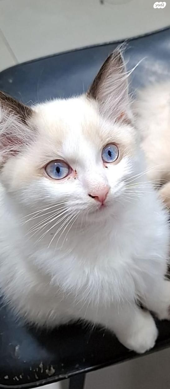 תמונת מודעה - חיות מחמד