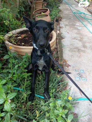 תמונת מודעה - חיות מחמד