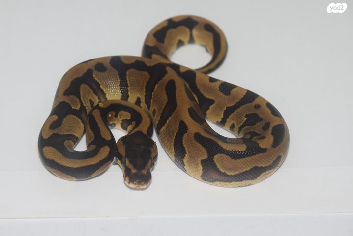 תמונת מודעה - חיות מחמד