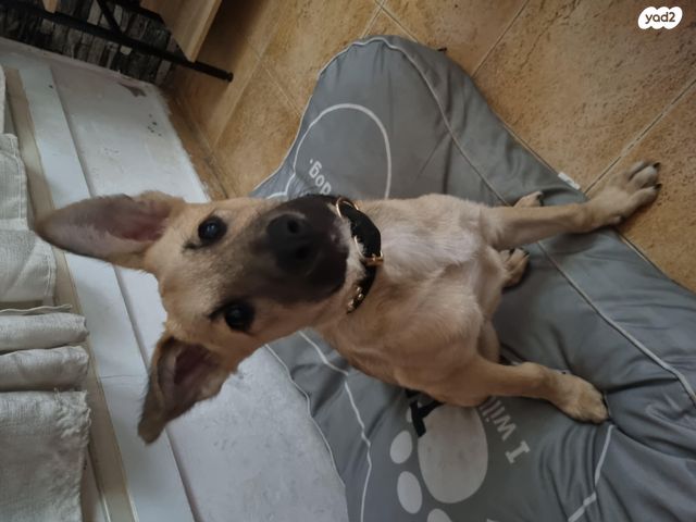 תמונת מודעה - חיות מחמד