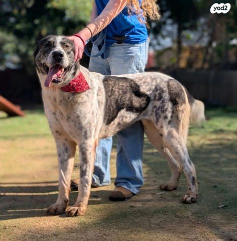 תמונת מודעה - חיות מחמד