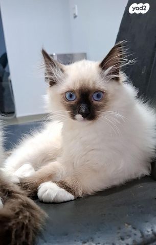 תמונת מודעה - חיות מחמד