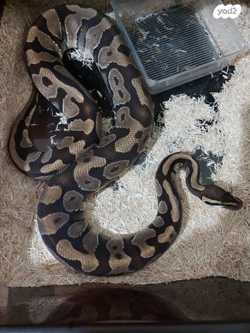 תמונת מודעה - חיות מחמד