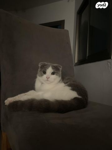 תמונת מודעה - חיות מחמד