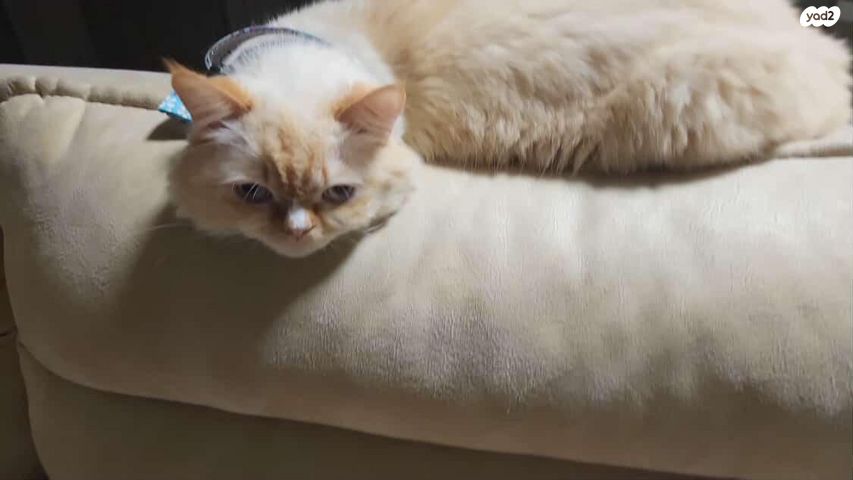 תמונת מודעה - חיות מחמד