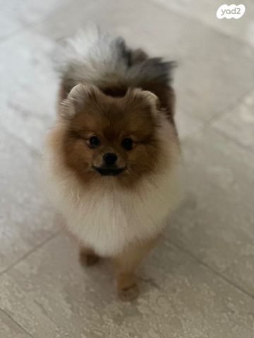 תמונת מודעה - חיות מחמד