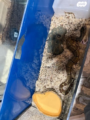 תמונת מודעה - חיות מחמד