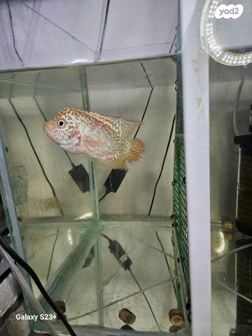 תמונת מודעה - חיות מחמד