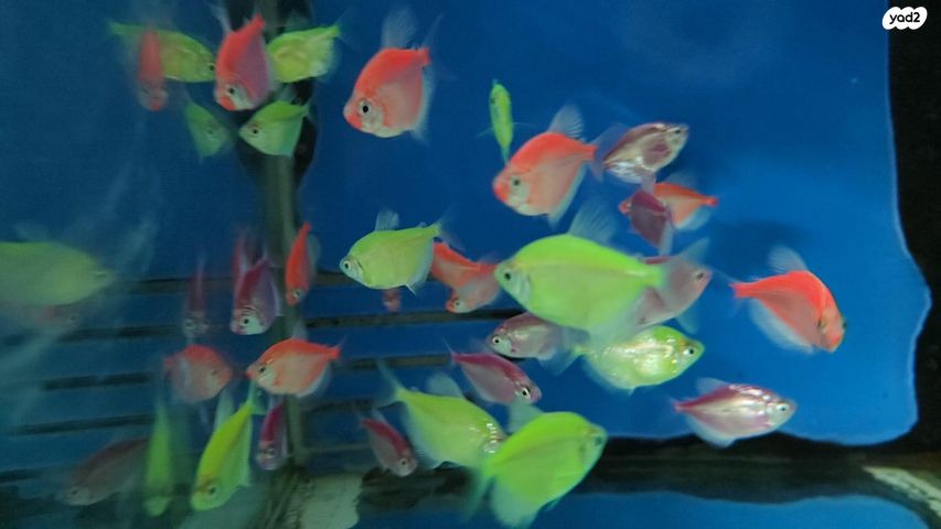 תמונת מודעה - חיות מחמד