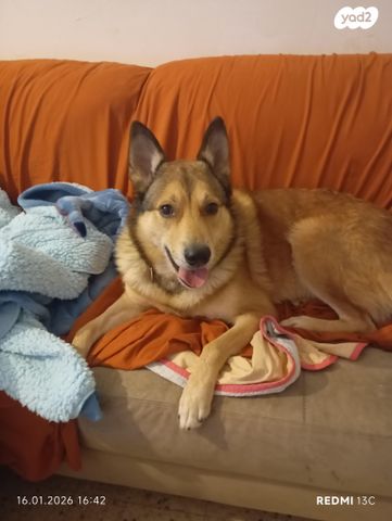 תמונת מודעה - חיות מחמד